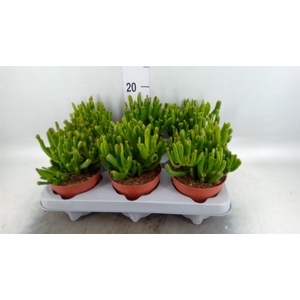 Crassula ovata 'Gollum'