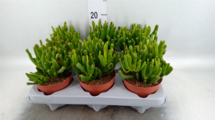 <h4>Crassula ovata 'Gollum'</h4>