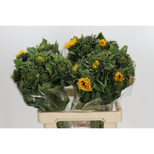 Helianthus Orange Fire