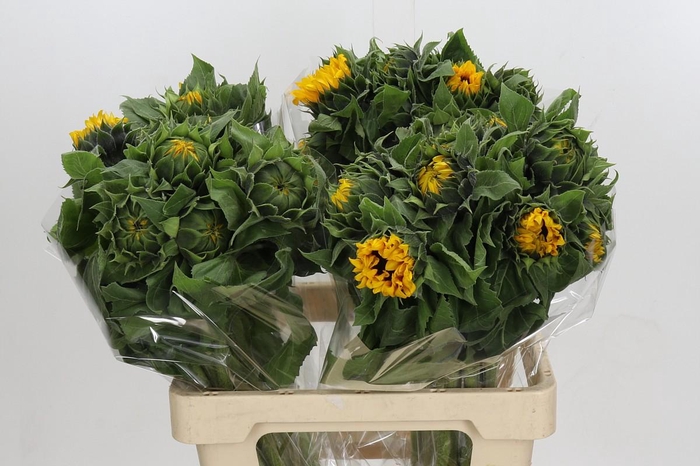 Helianthus Orange Fire