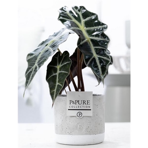 Alocasia Polly in P&PURE Jade pot