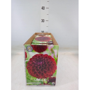 Dahlia ...flowerbulbs