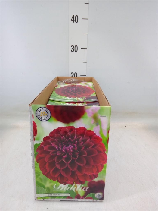 <h4>Dahlia   ...flowerbulbs</h4>