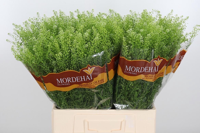 <h4>Lepidium Green Bell</h4>