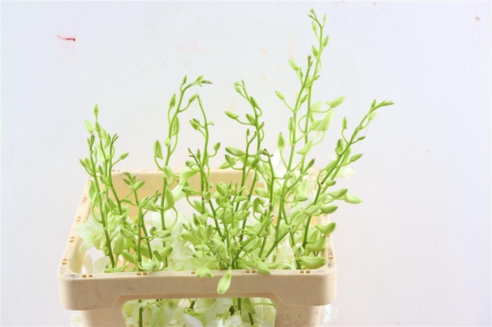 <h4>Dendro Jumbo White</h4>