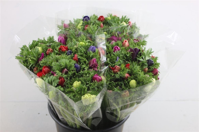 <h4>Anem Ex Mixed</h4>