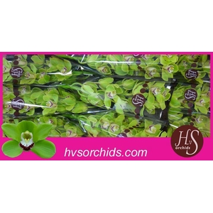 CYMB T ALI ANDERSON 60 CM