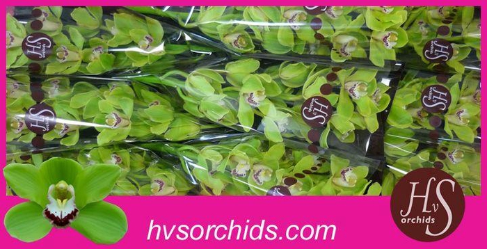 <h4>CYMB T ALI ANDERSON 60 CM</h4>