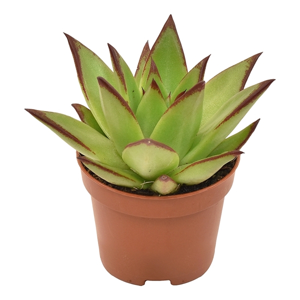 <h4>Echeveria Ebony</h4>