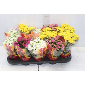 KALANCHOE DOBRADO P11
