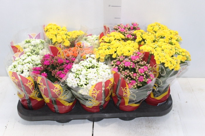 <h4>KALANCHOE DOBRADO P11</h4>