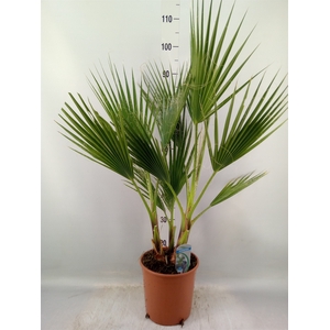 Washingtonia filifera