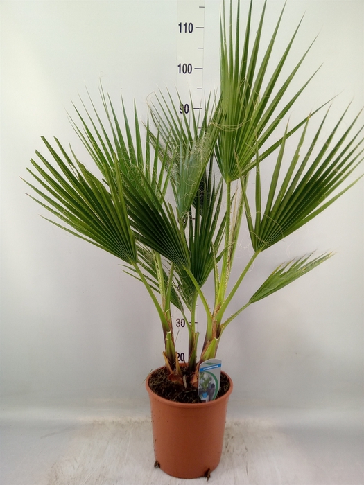 <h4>Washingtonia filifera</h4>