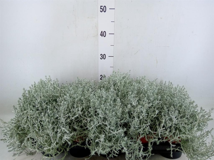 <h4>Leucophyta brownii</h4>