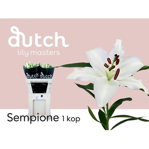LI OT SEMPIONE 1-kop
