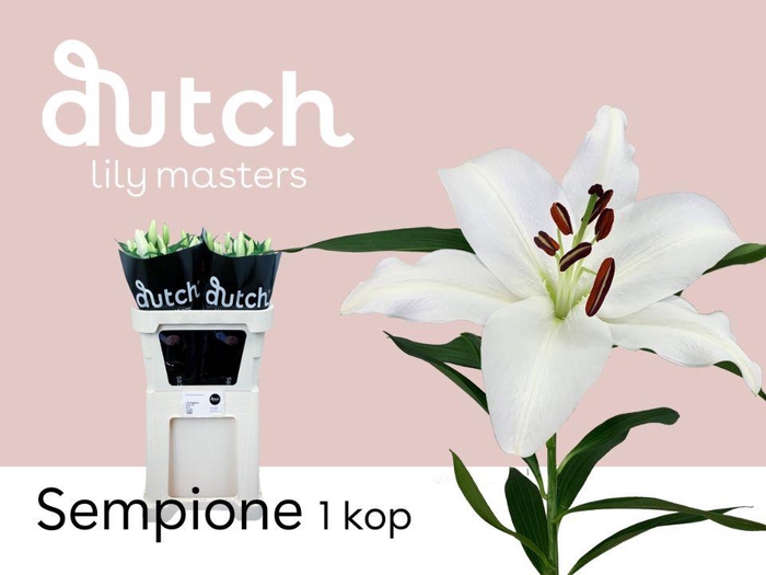 <h4>LI OT SEMPIONE 1-kop</h4>