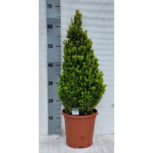 BUXU SEMPERVIRENS