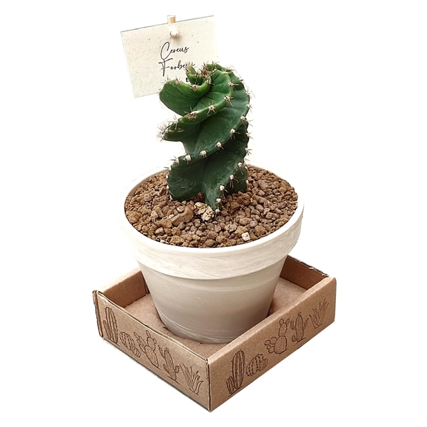 <h4>CEREUS FORBESII SPIRALIS - WHITE BASALT POT Ø14 (CACTUS)</h4>