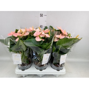 Anthurium andr. 'Spirit'