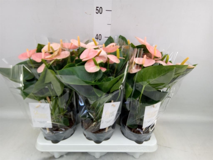 <h4>Anthurium andr. 'Spirit'</h4>