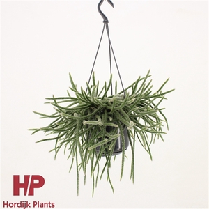 Rhipsalis baccifera subsp. horrida 15cm