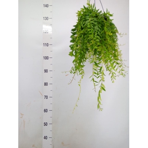 Aeschynanthus  'Japhrolepis'