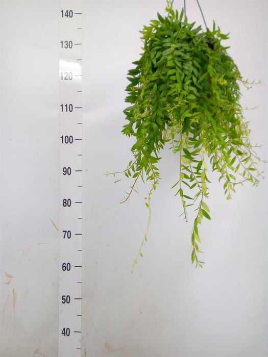 <h4>Aeschynanthus  'Japhrolepis'</h4>