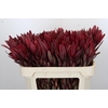 Leucadendron Jester