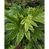 Fatsia japonica