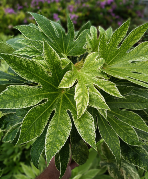 Fatsia japonica