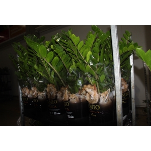 ZAMIOCULCAS P24