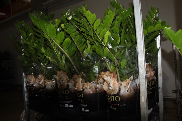 ZAMIOCULCAS P24