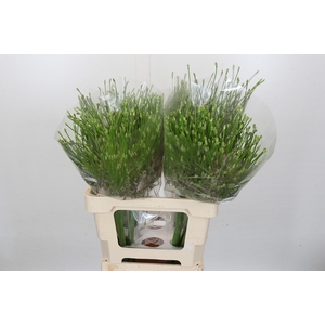 Allium Schubertii