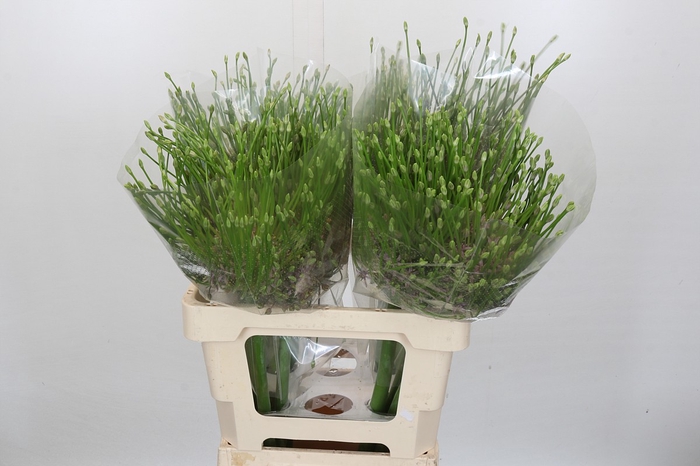 <h4>Allium Schubertii</h4>