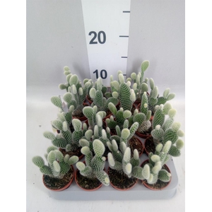 Opuntia microdasys 'Albispina'