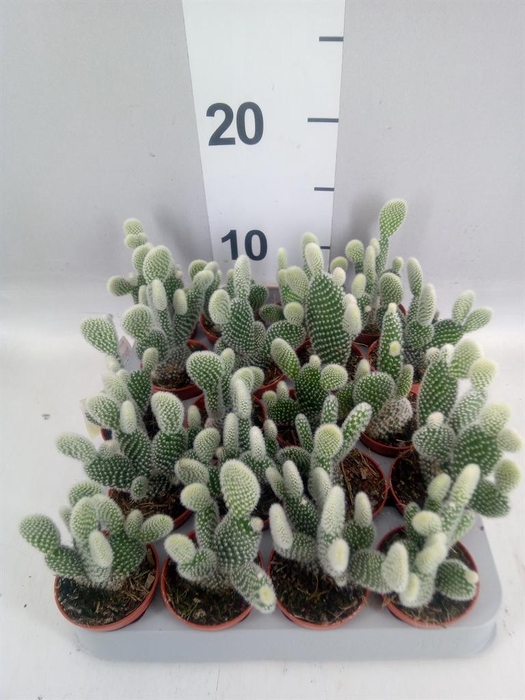 <h4>Opuntia microdasys 'Albispina'</h4>