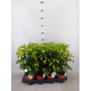 Schefflera arbor. 'Gerda'