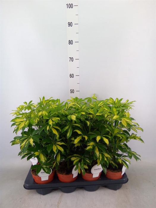 <h4>Schefflera arbor. 'Gerda'</h4>