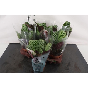 Ctenanthe 12 Cm. P. Burle-marx