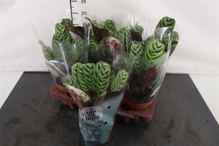 <h4>Ctenanthe 12 Cm. P. Burle-marx</h4>