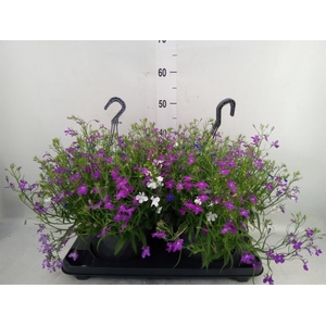 Lobelia  'Trixi Fashion'