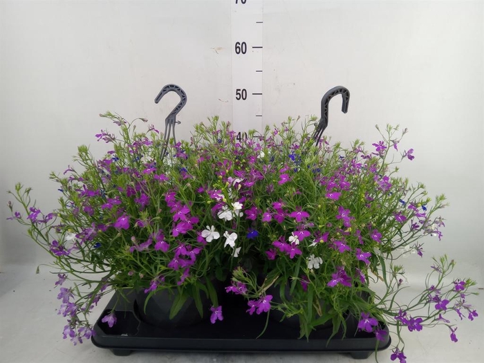 <h4>Lobelia  'Trixi Fashion'</h4>