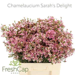 Chamelaucium Sarah's Delight