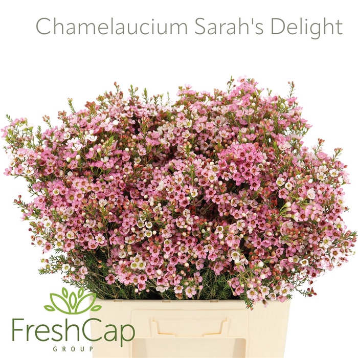 <h4>Chamelaucium Sarah's Delight</h4>