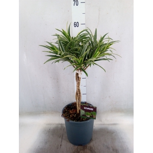 Dracaena refl.   ...