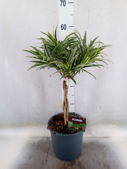 <h4>Dracaena refl.   ...</h4>