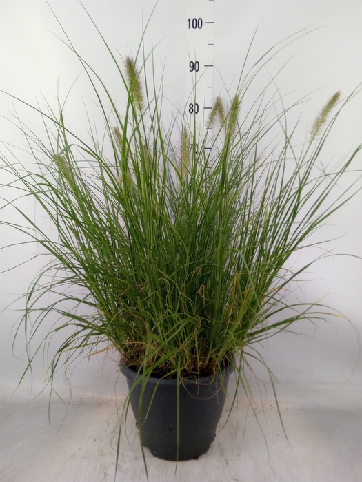 <h4>Orostachys furusei</h4>