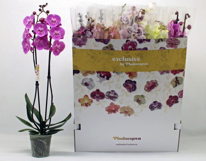 <h4>PHAL GEM 10 KL</h4>