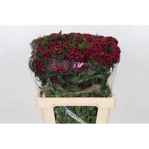 Di Barb Jolly Dark X50