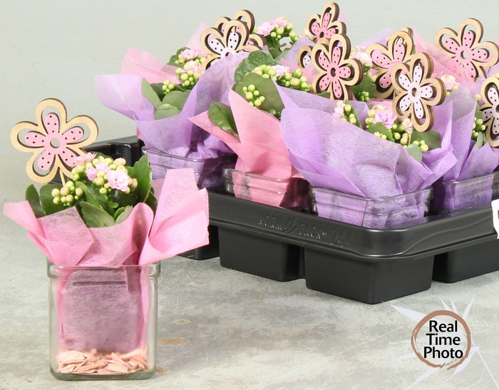 <h4>ARR KAMERPL</h4>